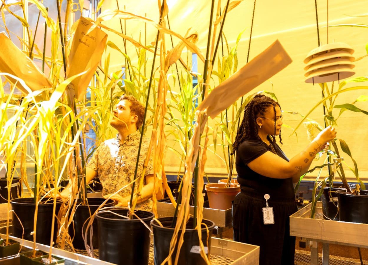 Descoberta genética pode reduzir uso de fertilizantes no milho