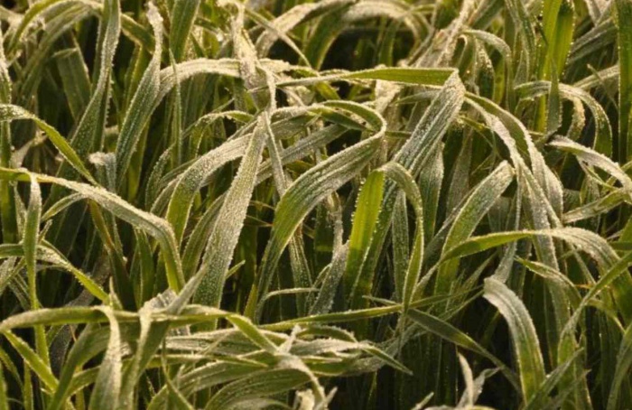 El Niño forte preocupa produtores no RS até setembro