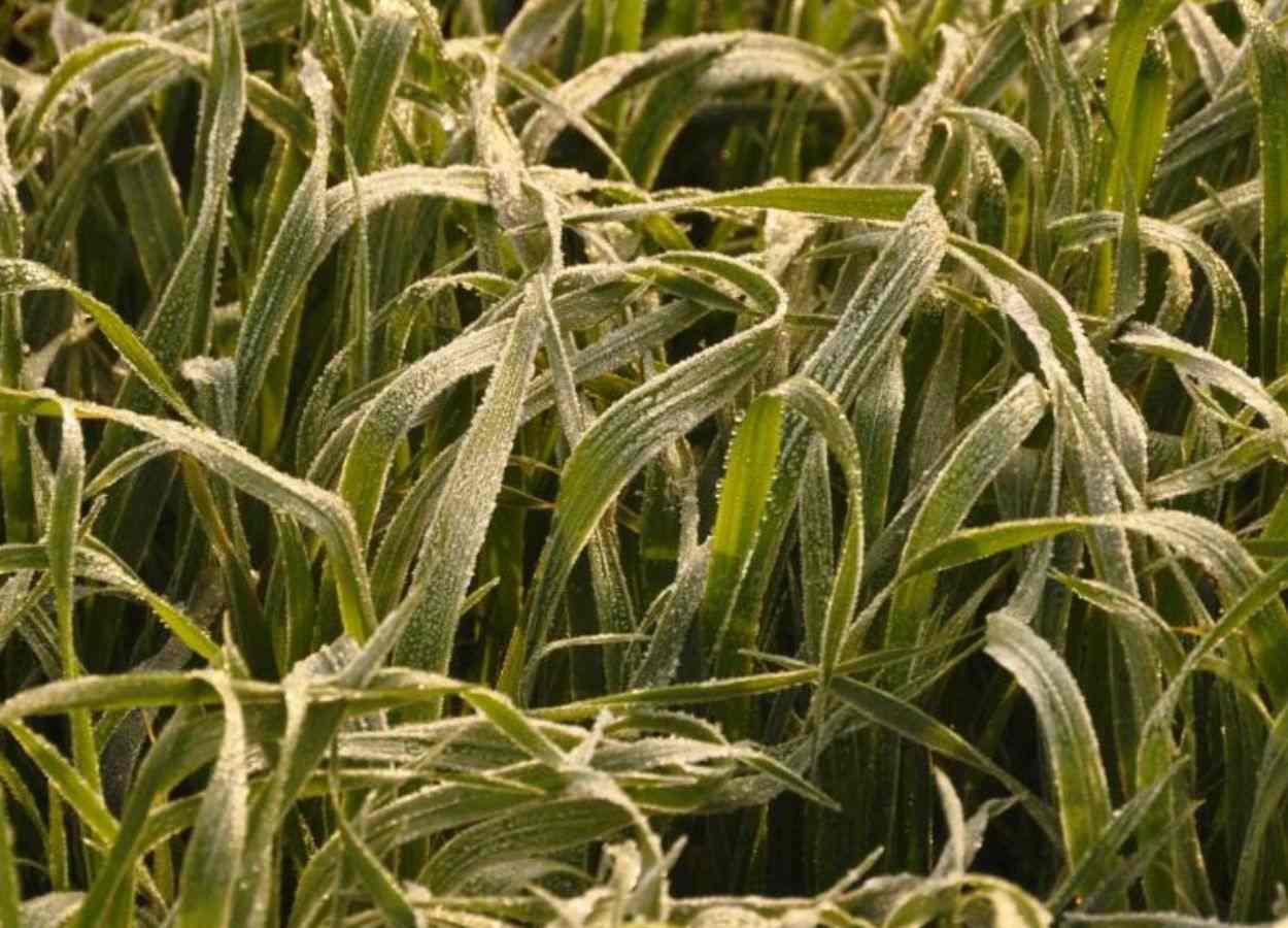 El Niño forte preocupa produtores no RS até setembro