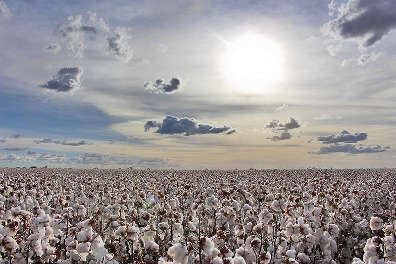Chega ao fim a colheita do algodão no oeste da Bahia