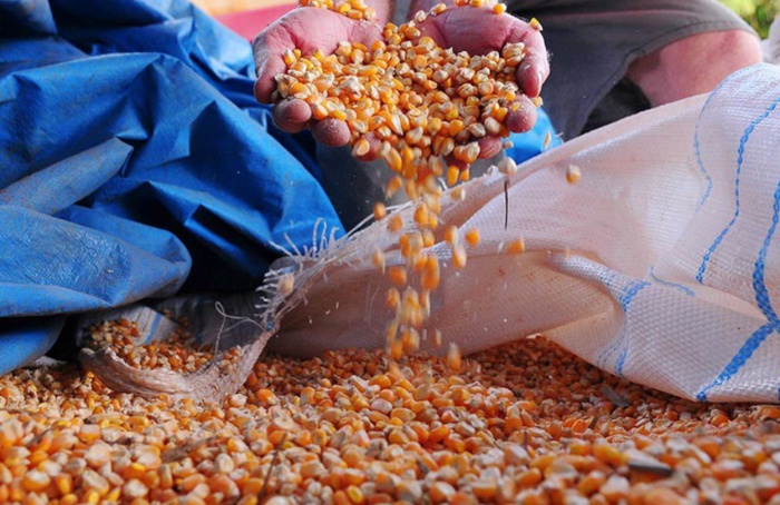 Governo libera R$ 190 mi para fortalecer agricultura familiar