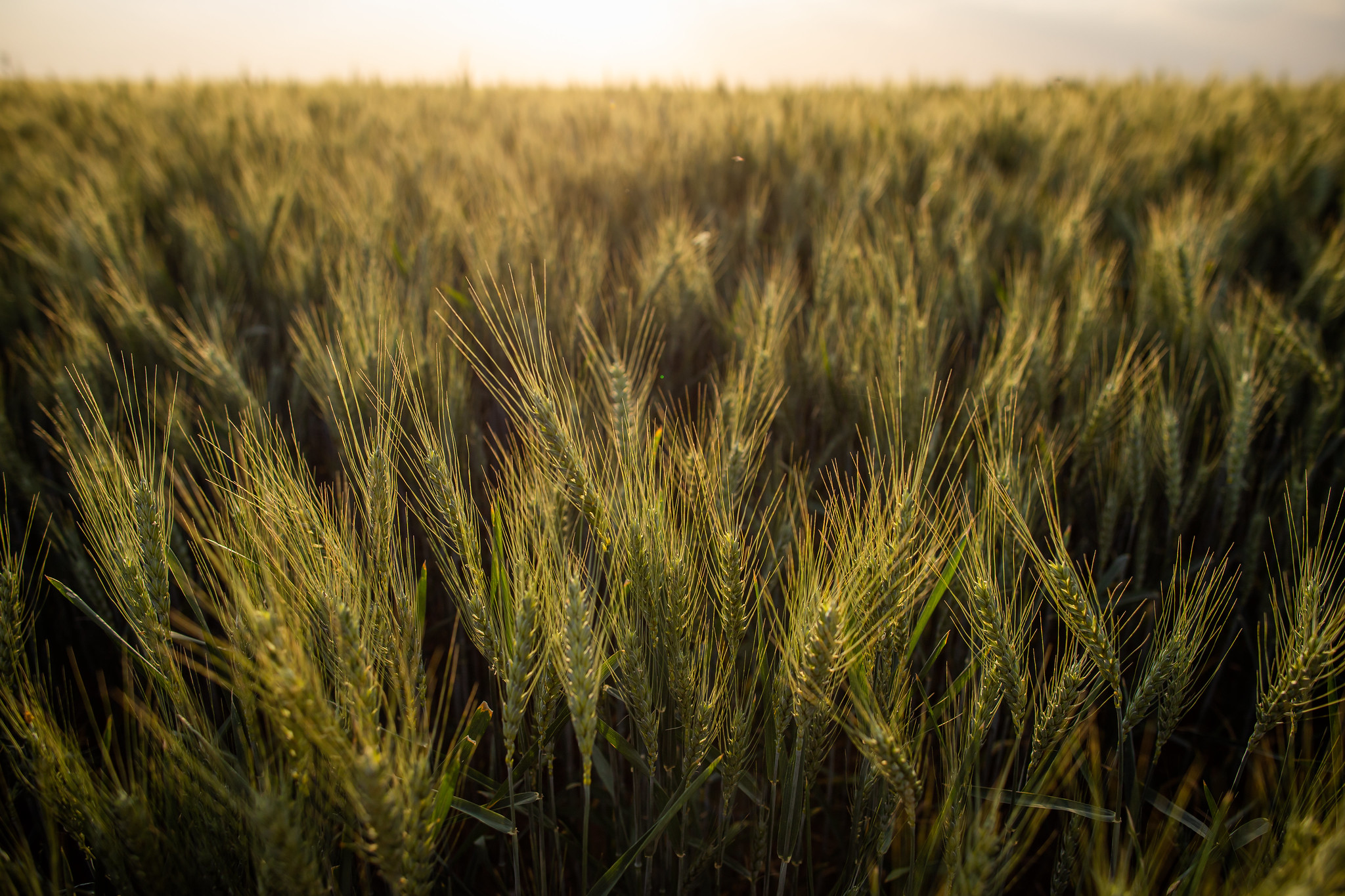 Aumentam as preocupações com as safras do trigo de primavera e do Hemisfério Sul