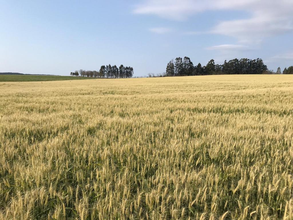 Previsões climáticas orientam a semeadura do trigo