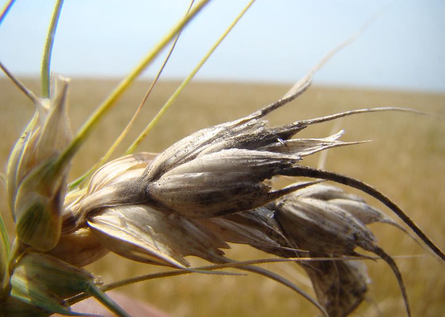 Parceria internacional desenvolve sistema de alerta para o risco de brusone no trigo