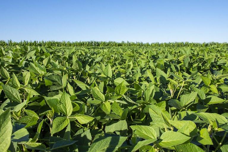 Registro de defensivos agrícolas de controle biológico chega a 76 e bate recorde em 2020