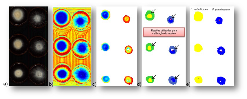 Etapas do processo de modelo de classificação por PLS-DA: a) Imagem RGB dos fungos F. verticillioides e F. graminearum utilizados no modelo de classificação das espécies; b) Imagem do Contour 2D do modelo PCA antes da remoção do background; c) Imagem do Contour 2D do modelo PCA após remoção do background e com os pré-tratamentos aplicados (dados centrados na média + SNV); d) e e) Imagem do modelo PLS-DA ilustrando os conjuntos de calibração e validação