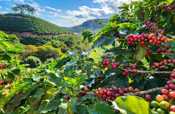 Valor Bruto da Produção agropecuária mineira deve alcançar R$ 127,1 bilhões em 2024