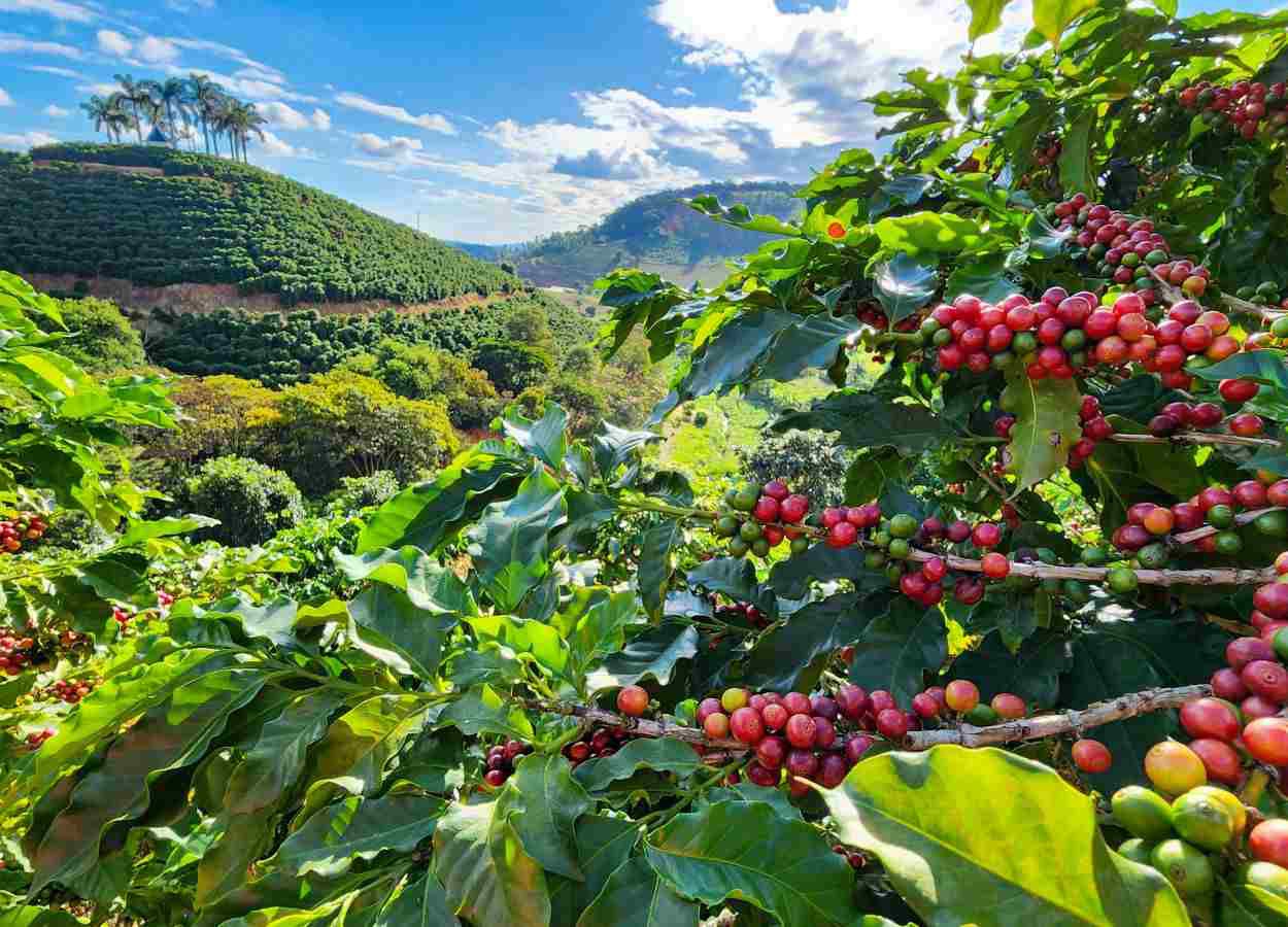 Valor Bruto da Produção agropecuária mineira deve alcançar R$ 127,1 bilhões  em 2024 - Revista Cultivar