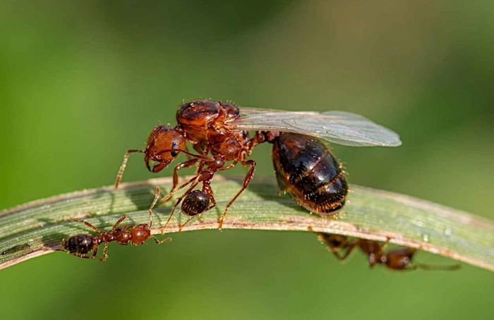 Agricultores relatam baixo impacto de formigas lava-pés na produção