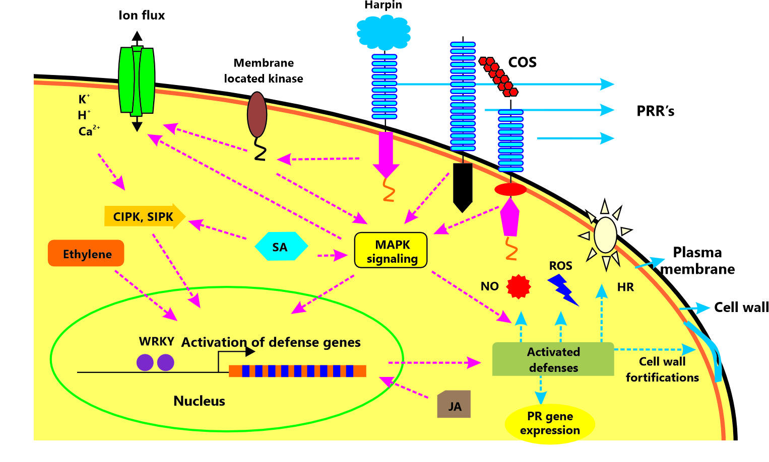<b>Figura 1</b> - Esquema do mecanismo de defesa dos elicitores. Durante a infecção, padrões moleculares associados a patógenos (Pamps), como harpina e quito-oligossacarídeos (COS), são reconhecidos por receptores de reconhecimento de padrões (PRRs). Isso ativa a via de MAP quinases e fatores de transcrição WRKY, regulando genes de defesa. As respostas incluem fortalecimento da parede celular, resposta de hipersensibilidade (HR) e produção de espécies reativas de oxigênio (Eros) e óxido nítrico (ON). Também ocorre ativação de cinases de membrana (RLKs) e liberação de fitohormônios como etileno, ácido jasmônico (JA) e ácido salicílico (SA), que estimulam vias de sinalização, genes PR antimicrobianos e a propagação do sinal por toda a planta. Fonte: Anil; DAS; Podile, 2014