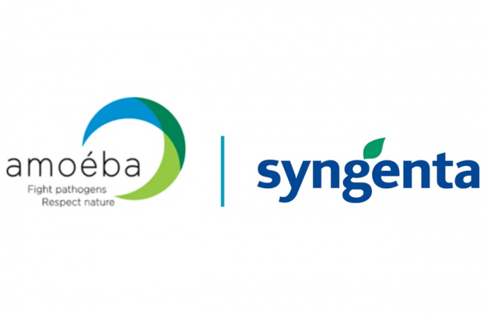 Syngenta e Amoéba celebram acordo para biofungicida em cereais