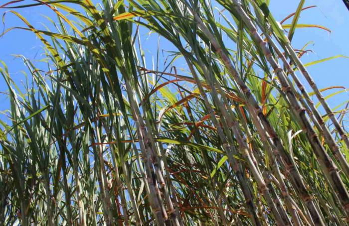 Sustainable sugarcane market will be the subject of a panel at the Cana Summit
