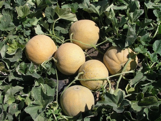 Bayer CropScience promove Dia de Campo no Rio Grande do Norte