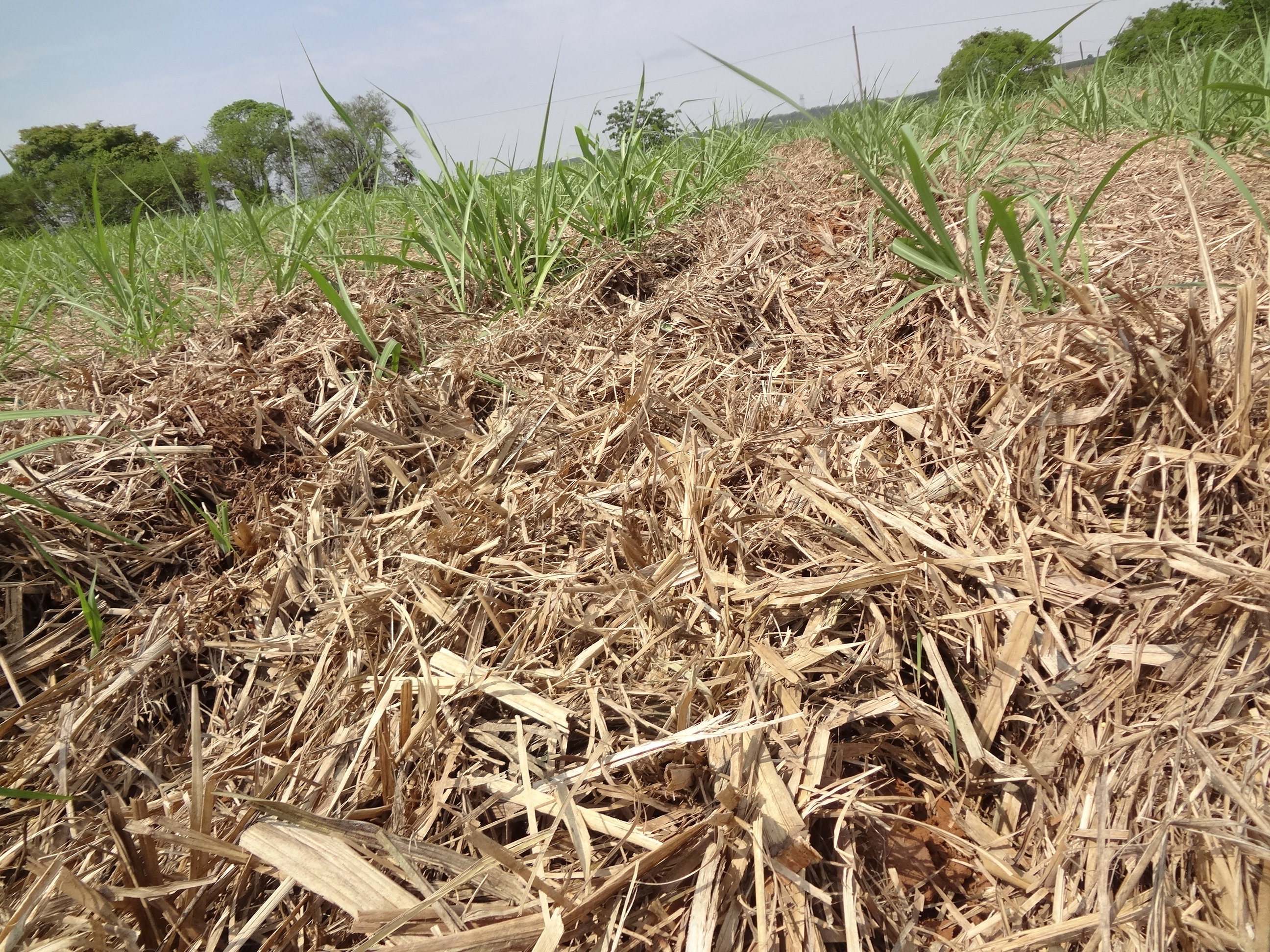 O projeto prevê a incorporação de diferentes doses de fertilizantes no solo, com possibilidade de realizar aplicações a taxas variáveis.