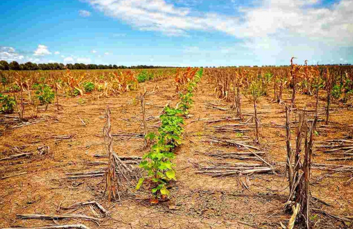 Redução das chuvas em abril eleva risco de perdas no campo