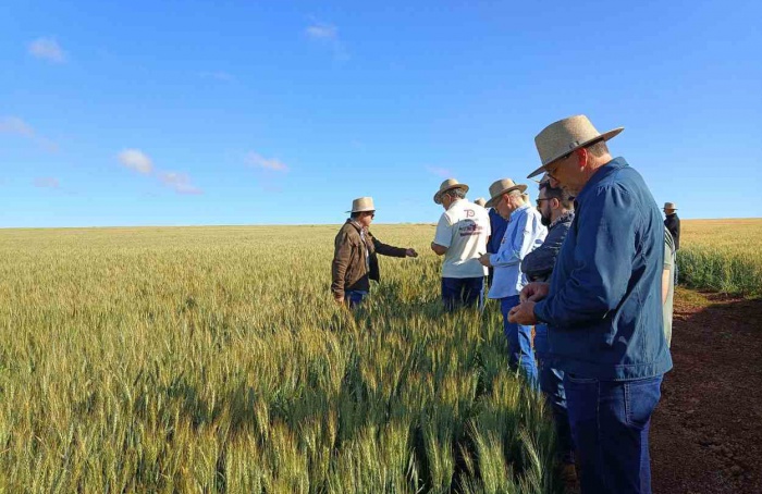 Trigo avança no Cerrado e atrai a indústria moageira