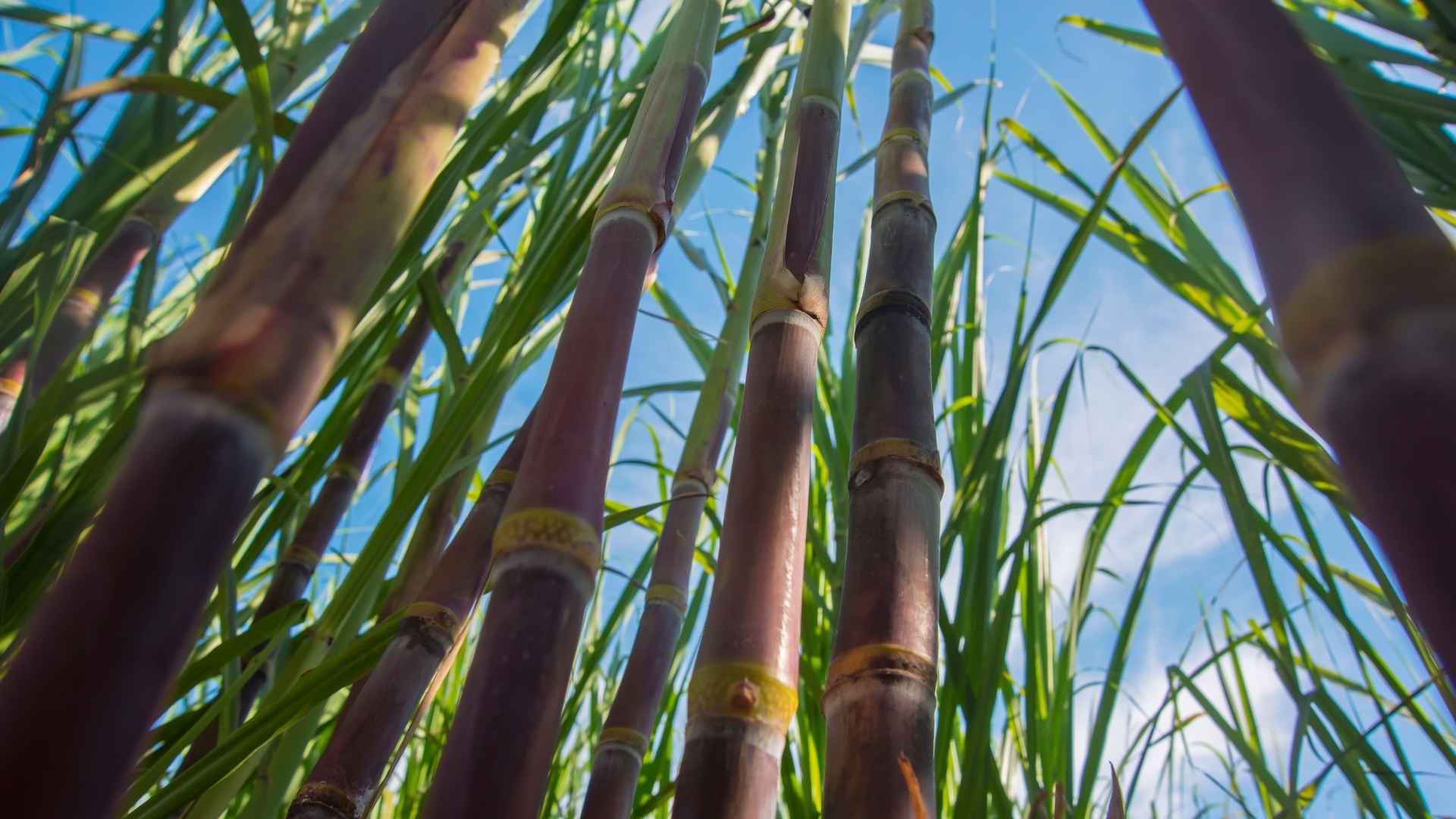 Produção paulista de cana-de-açúcar deve subir para 78,5 t por hectare em 2023, estima IEA