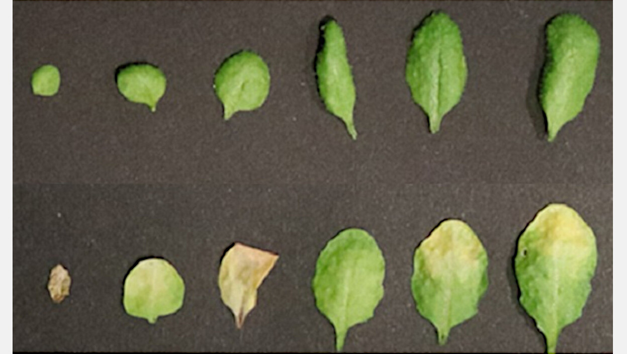 <i>Arabidopsis thaliana</i> de tipo selvagem, linha superior, comparada à planta com mutação