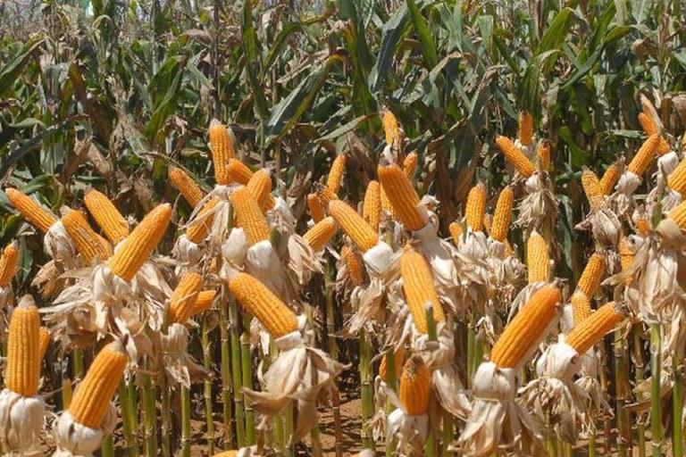 Vendas externas do agronegócio em julho somam US$ 9,2 bilhões