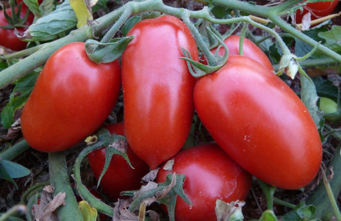 Líder na produção de tomate, Goiás deve crescer 36,6% na atual safra