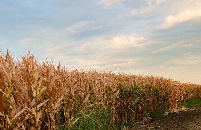 El Niño aumenta desafios para a produção agrícola