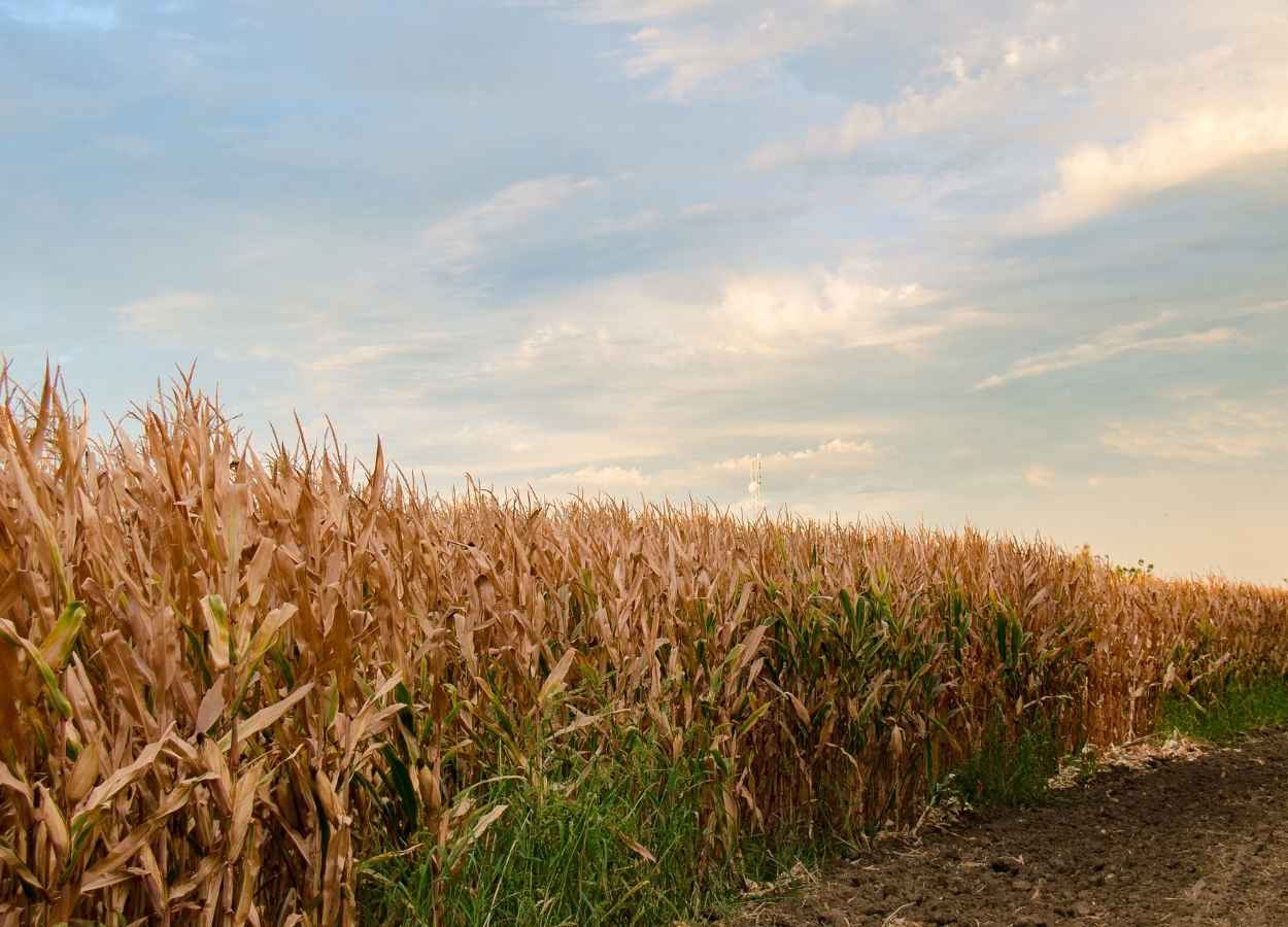 El Niño aumenta desafios para a produção agrícola