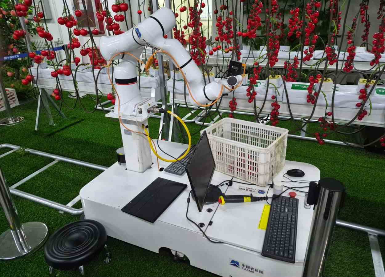Embrapa e China cooperam para levar IA à agricultura familiar