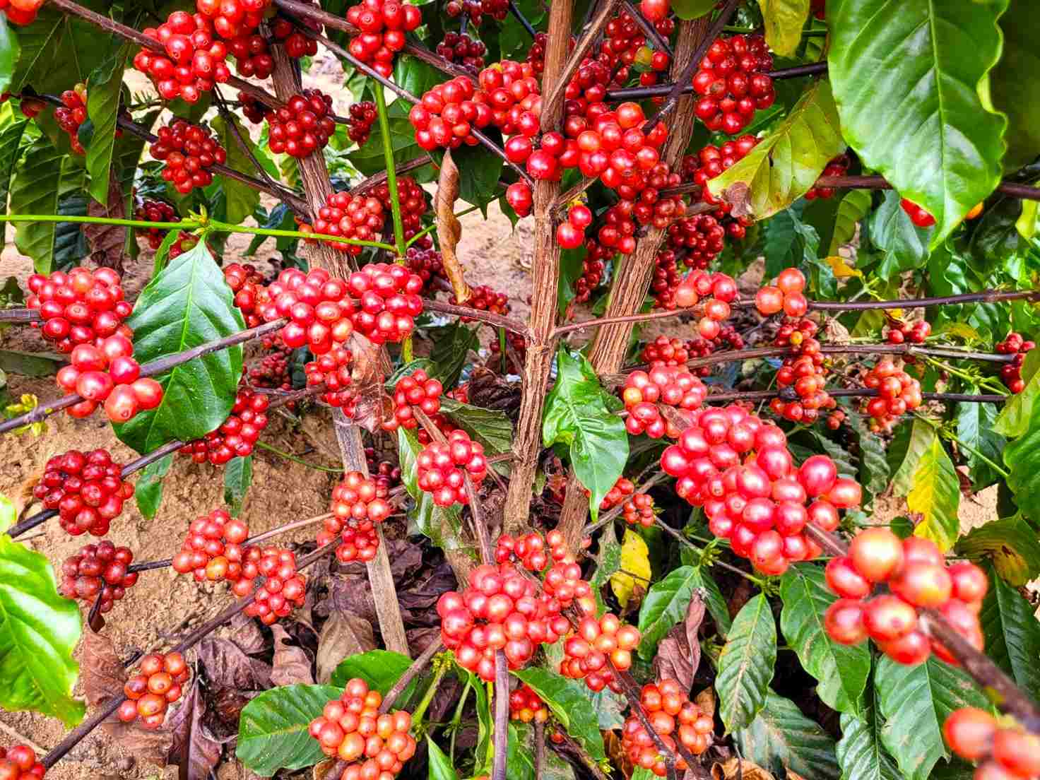 Comercialização de mudas de café Conilon deve iniciar em breve em Minas Gerais