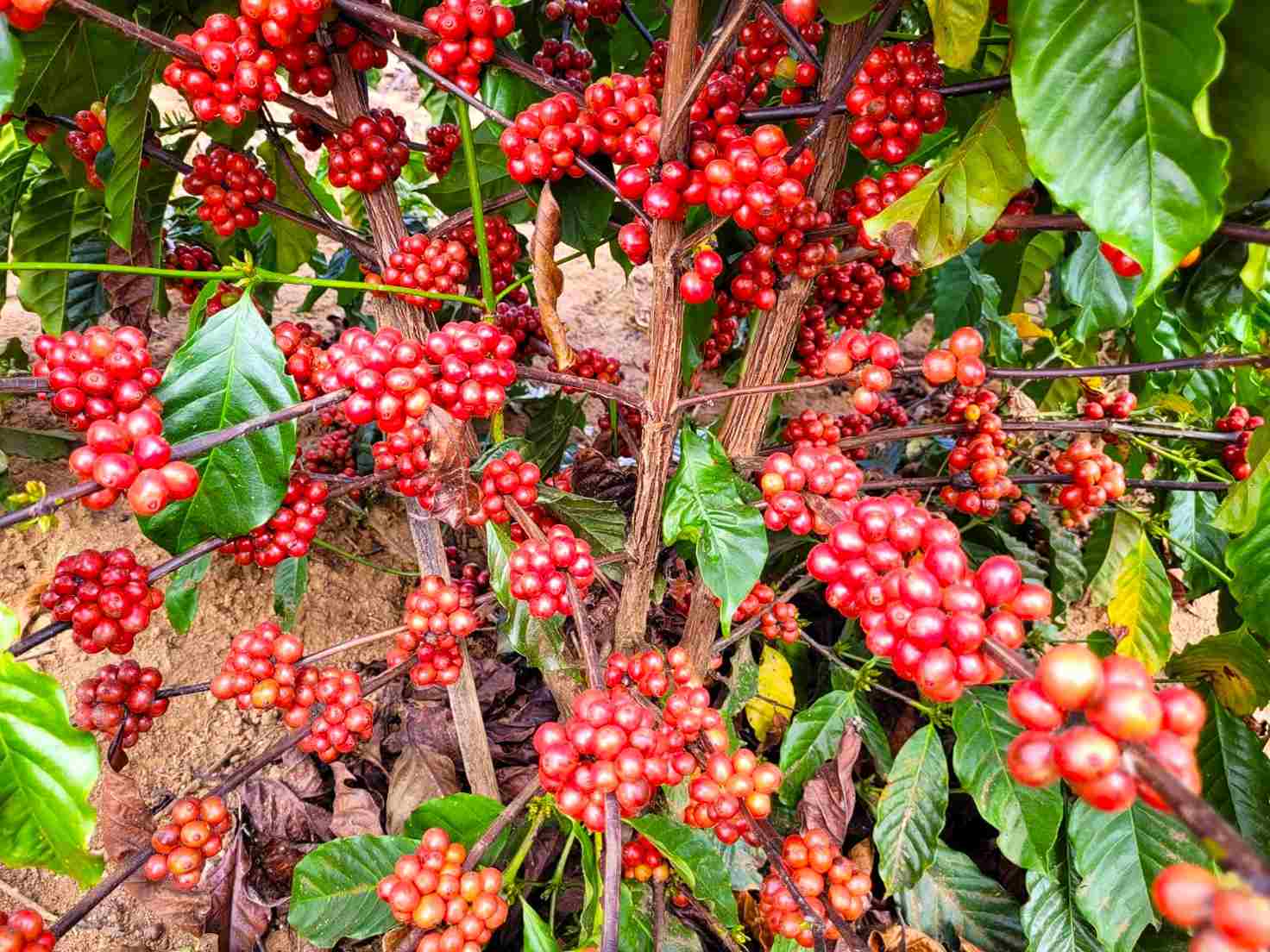 Commercialization of Conilon coffee seedlings should start soon in Minas Gerais