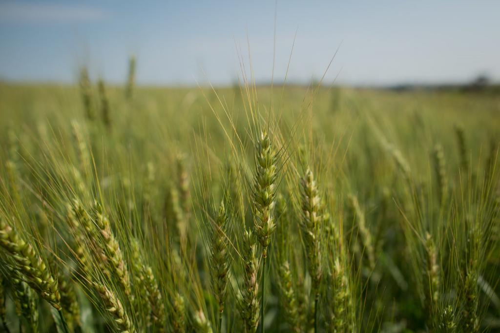 Clima beneficia desenvolvimento do trigo no RS