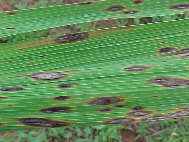 Lesões atípicas obeservadas conforme resistência da cultivar.