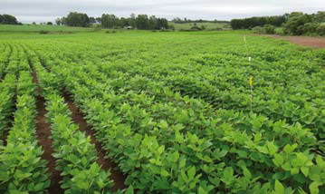 Desempenho de cultivares de soja em áreas de várzeas