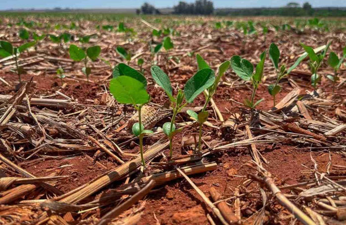 MT Safra 2026/27: plantio da soja chega a 75,81%