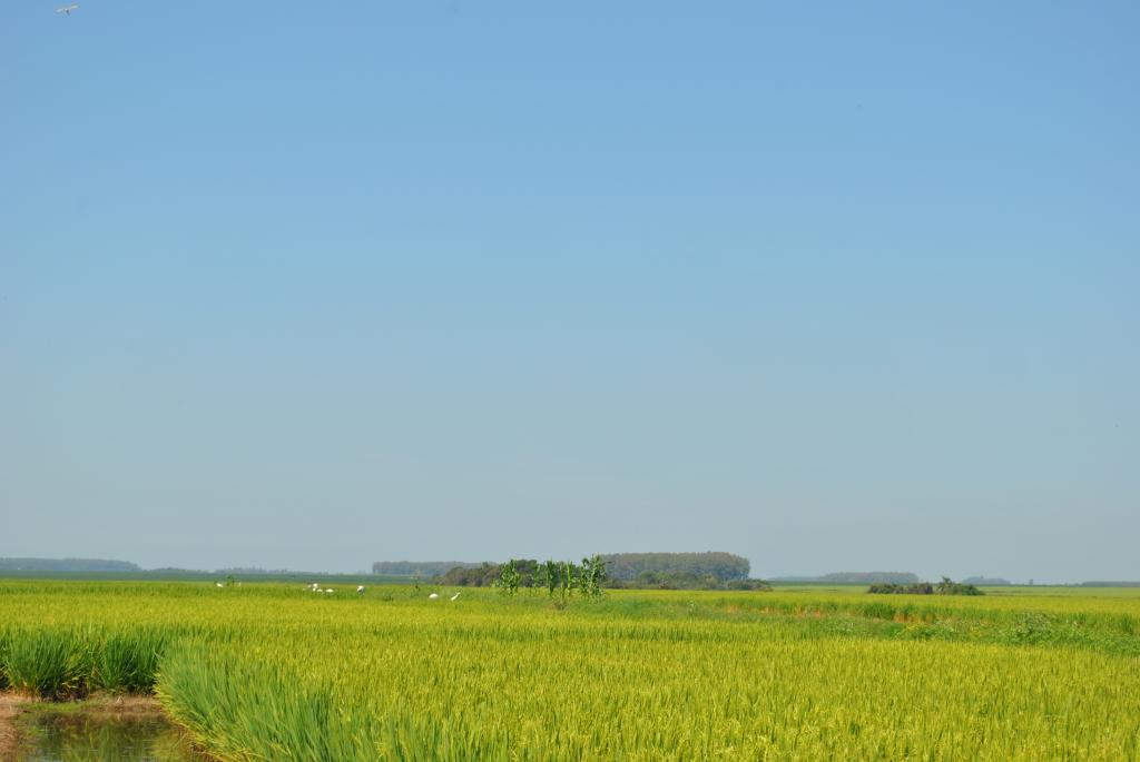 ​México abre mercado para arroz brasileiro