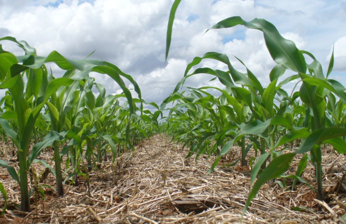 Variable rate nitrogen fertilization in corn and wheat in southern Brazil
