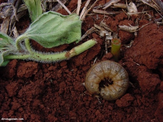 Mato Grosso recebe campanha de orientação da Abrasem sobre Manejo Integrado de Pragas