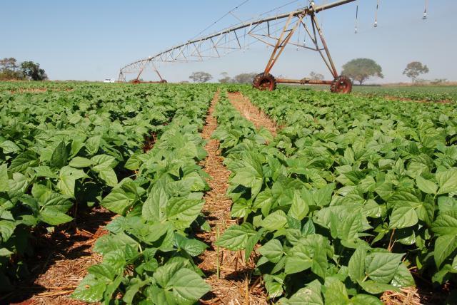 Goiás sedia evento sobre plantio direto na palha
