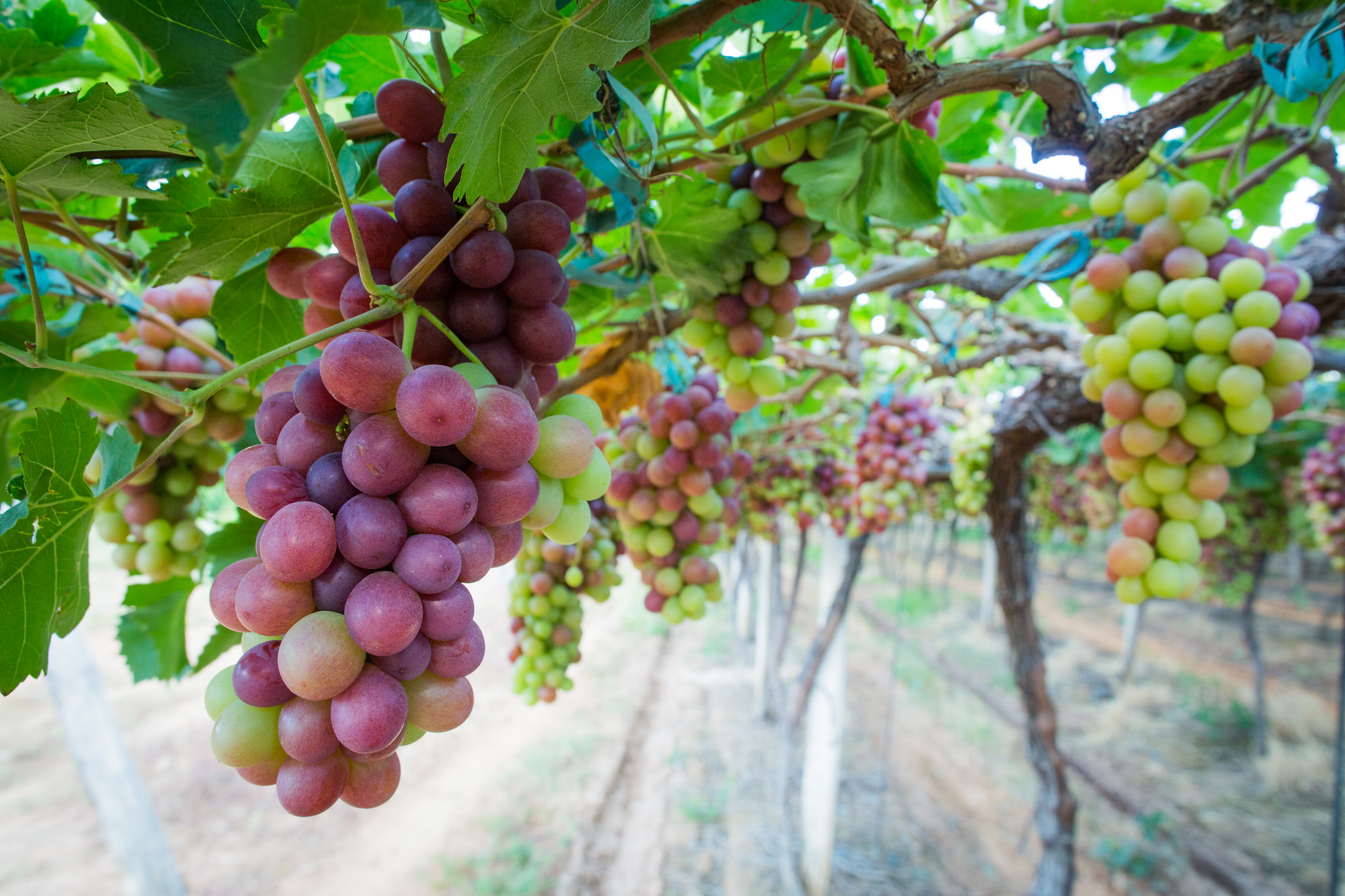 Normas técnicas para a produção integrada de uva entram em vigor em julho
