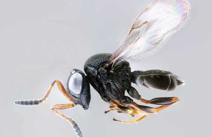 Liberações de Trissolcus japonicus reduzem danos em kiwi
