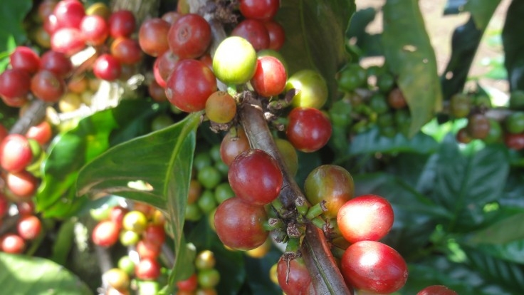 Volume de café exportado em abril é 8,3% superior ao registrado no mesmo mês em 2013, informa o CeCafé