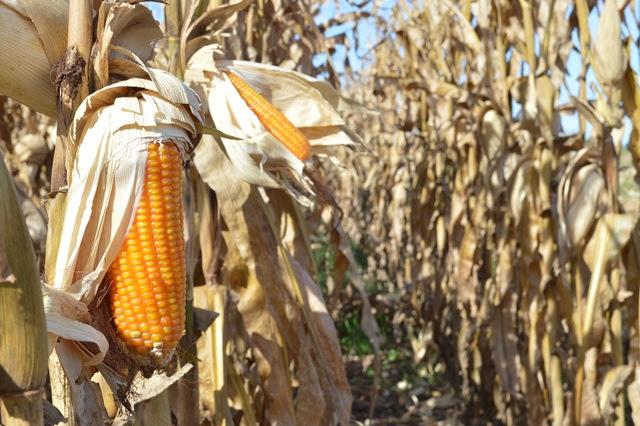 Estiagem impacta milho 2ª safra e estimativa de produção apresenta nova queda