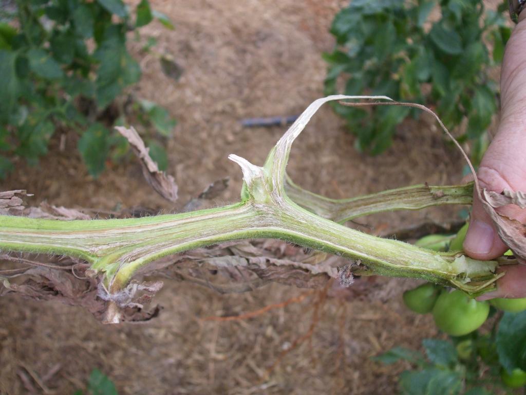 Medidas de manejo contra murcha de Fusarium em tomate