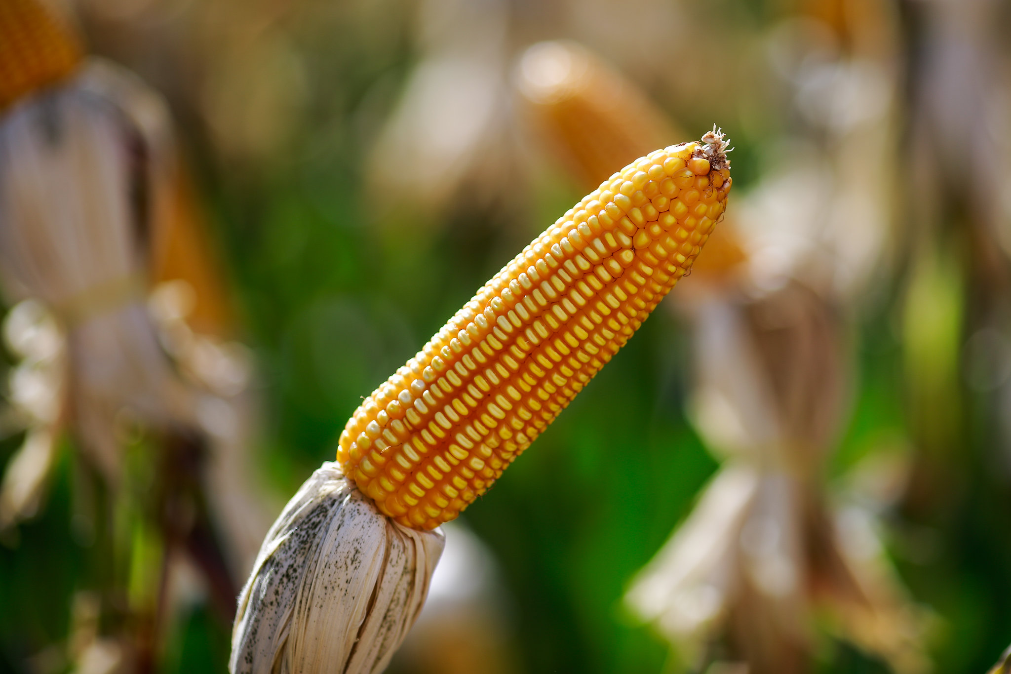 Zoneamento de risco climático para 1ª safra do milho e do consórcio milho com braquiária já está disponível