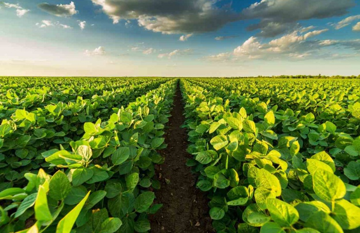 Estados do Sul do Brasil vão discutir agricultura de baixa emissão de carbono