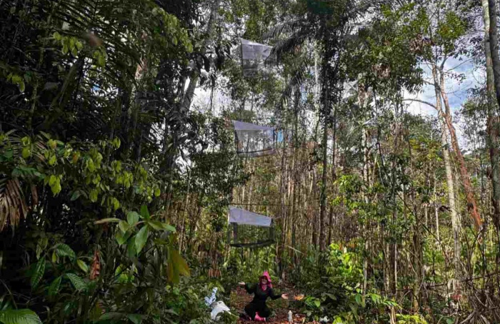 Estudo analisa vespas em lavouras de mandioca
