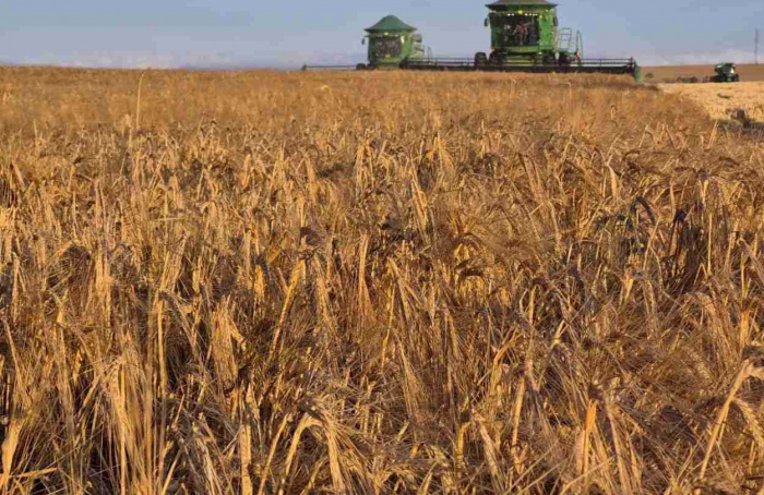 Capal colhe 58,7 mil toneladas de cevada no Paraná