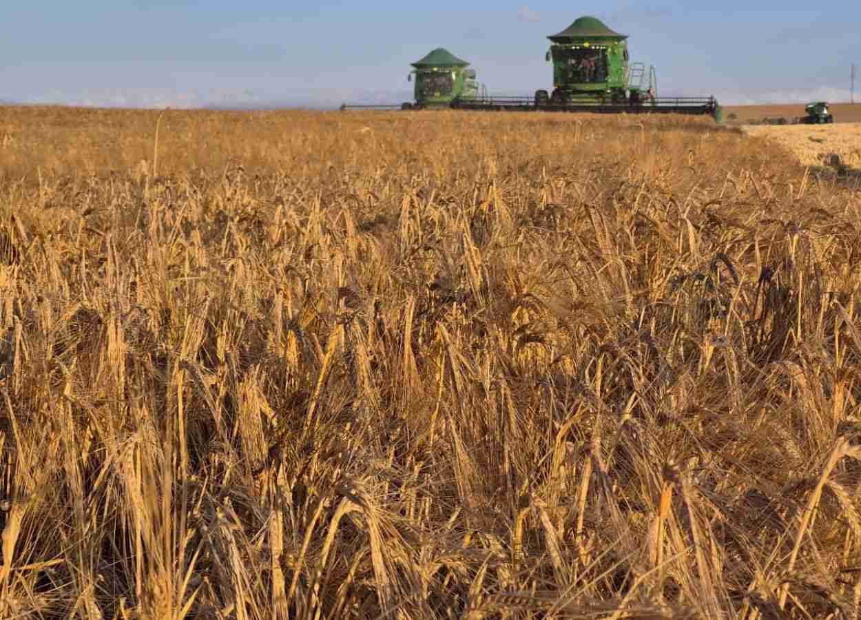 Capal colhe 58,7 mil toneladas de cevada no Paraná