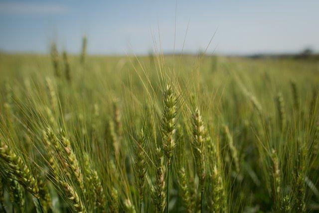 Preços do trigo em grão encerraram fevereiro em alta