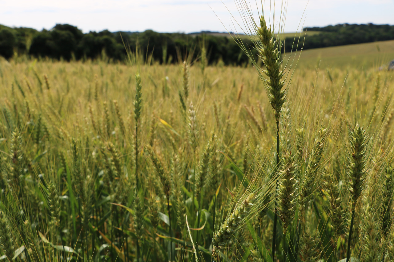Emater/RS-Ascar estima maior safra de trigo da história