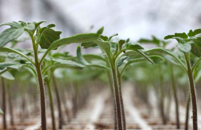 Syngenta anuncia acordo com Heritable Agriculture em hortaliças